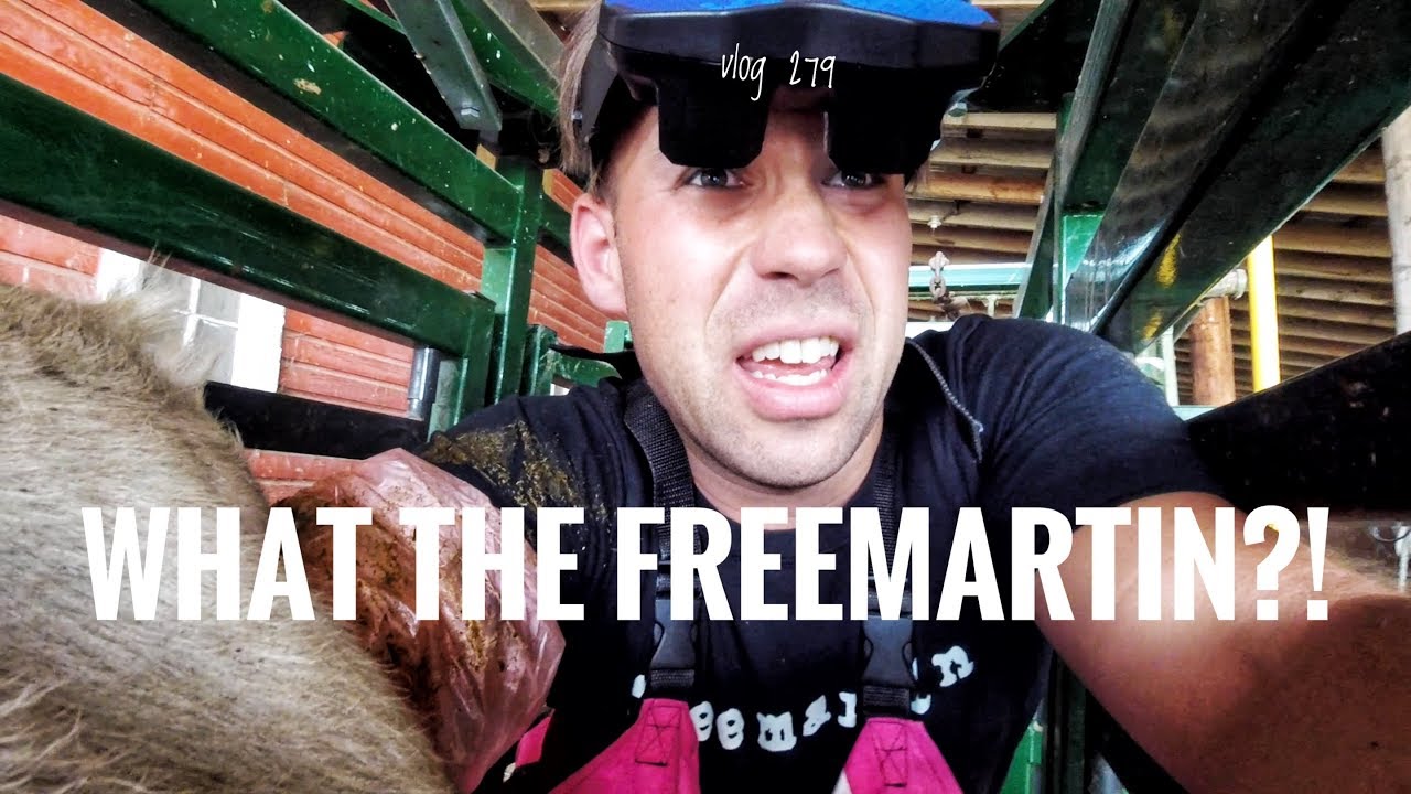 What the....FREEMARTIN!